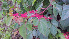 Cissus microcarpa