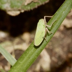 Draeculacephala minerva