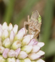 Draeculacephala minerva