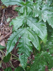 Tectaria heracleifolia