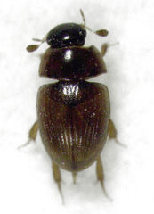 Cercyon nigriceps