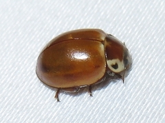 Myzia pullata
