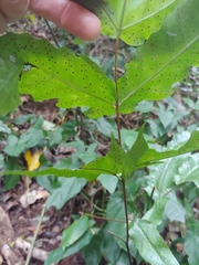 Tectaria heracleifolia