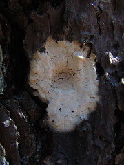 Hyphoderma