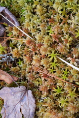 Sphagnum