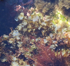 Dictyopteris undulata