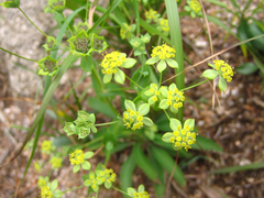 Bupleurum euphorbioides
