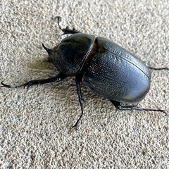 Haploscapanes barbarossa