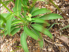 Bupleurum euphorbioides