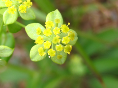 Bupleurum euphorbioides