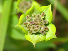 Bupleurum euphorbioides