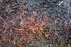 Scapania undulata