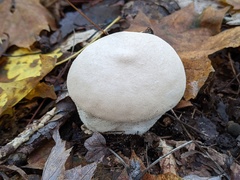 Lycoperdon molle