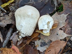 Lycoperdon molle