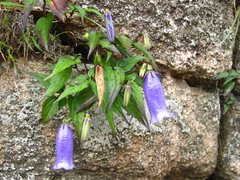 Hanabusaya asiatica