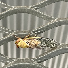 Macrotristria intersecta