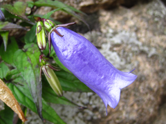 Hanabusaya asiatica