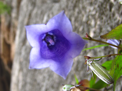 Hanabusaya asiatica