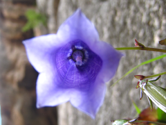 Hanabusaya asiatica