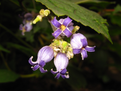 Clematis heracleifolia