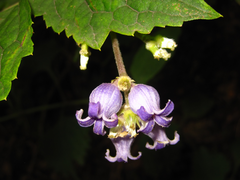 Clematis heracleifolia