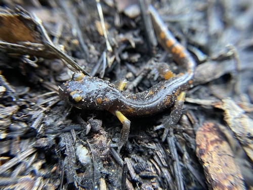 iNaturalist observation photo of Sierra Nevada Ensatina