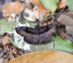 Zera tetrastigma erisichthon