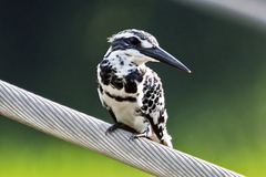 Ceryle rudis leucomelanurus