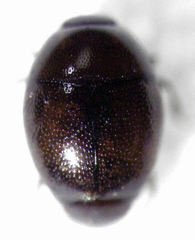Acritus nigricornis