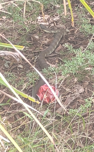 Tiger Snake sighting