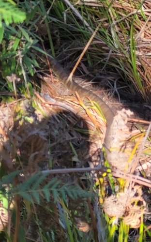 Tiger Snake sighting