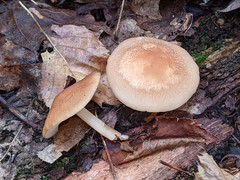 Marasmius cystidiosus