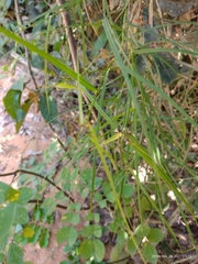 Scleria secans