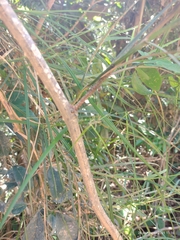 Scleria secans