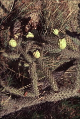 Cylindropuntia thurberi versicolor