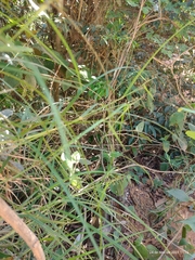 Scleria secans