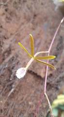 Encyclia microbulbon