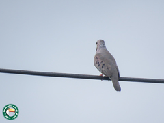 Columbina passerina