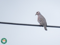 Columbina passerina