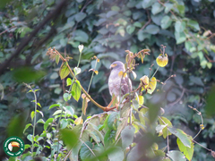 Rupornis magnirostris