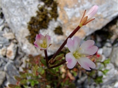 Epilobium glabellum