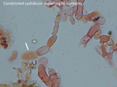 Hyphoderma