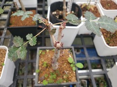 Boswellia dioscoridis