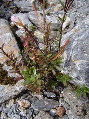 Epilobium glabellum