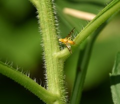 Strauzia longipennis