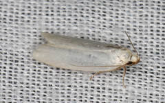 Xylorycta assimilis