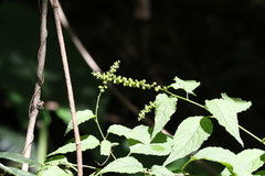 Deeringia amaranthoides