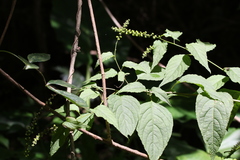 Deeringia amaranthoides