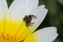 Metaphidippus diplacis