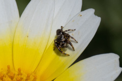 Metaphidippus diplacis